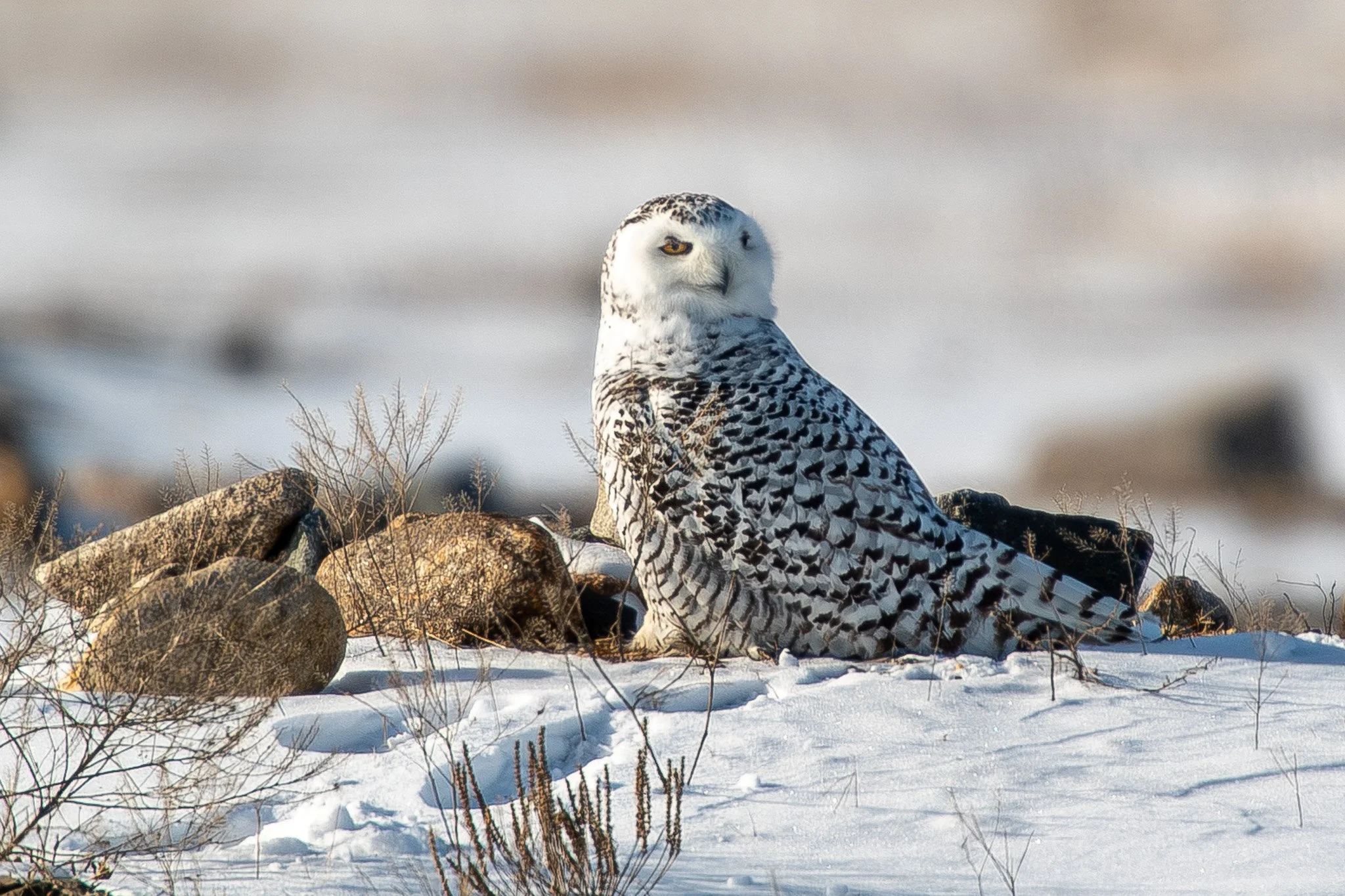 Snowy Owls