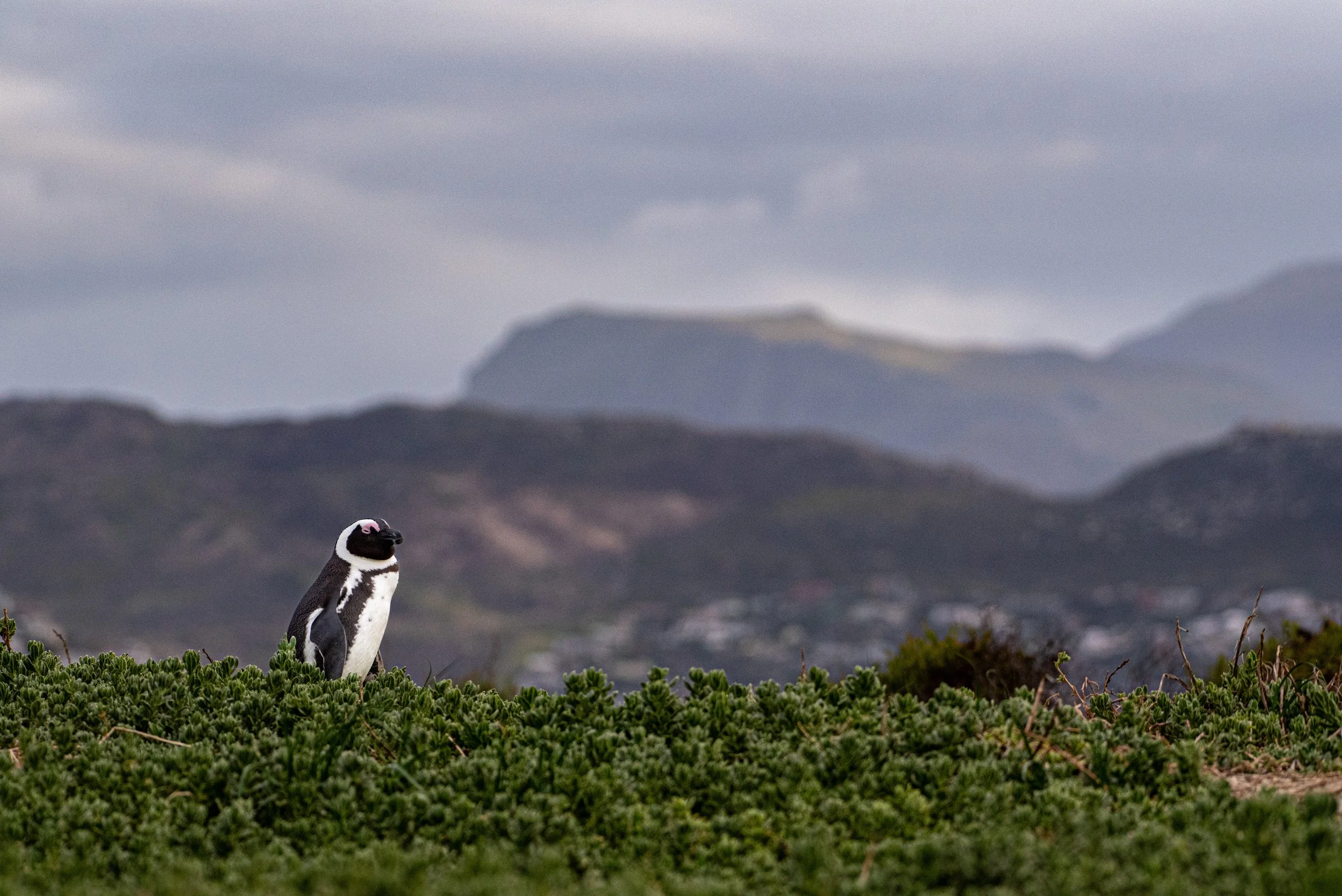 Penguin Beach_DSC_9947.jpg