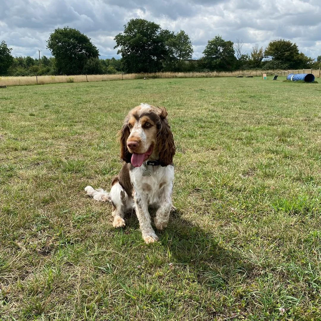 Welcome Swizzle to the pack!🐾

Swizzle the Cocker Spaniel has joined the Absolutely Barking play sessions! 

She has grown so much in confidence since her first session with us! She&rsquo;s made so many new friends who she loves to play and explore 