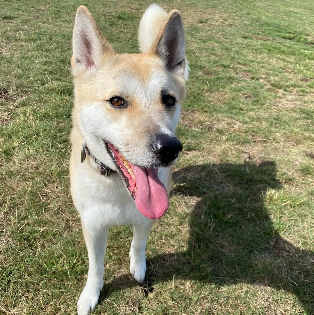 Welcome Eivor to the pack!🐾

Eivor is a beautiful Japanese Akita, she&rsquo;s recently joined our group play sessions! 
Eivor loves to chase with her new friends, especially her bestie Elton! 

We&rsquo;re so happy to have Eivor in our group🥰