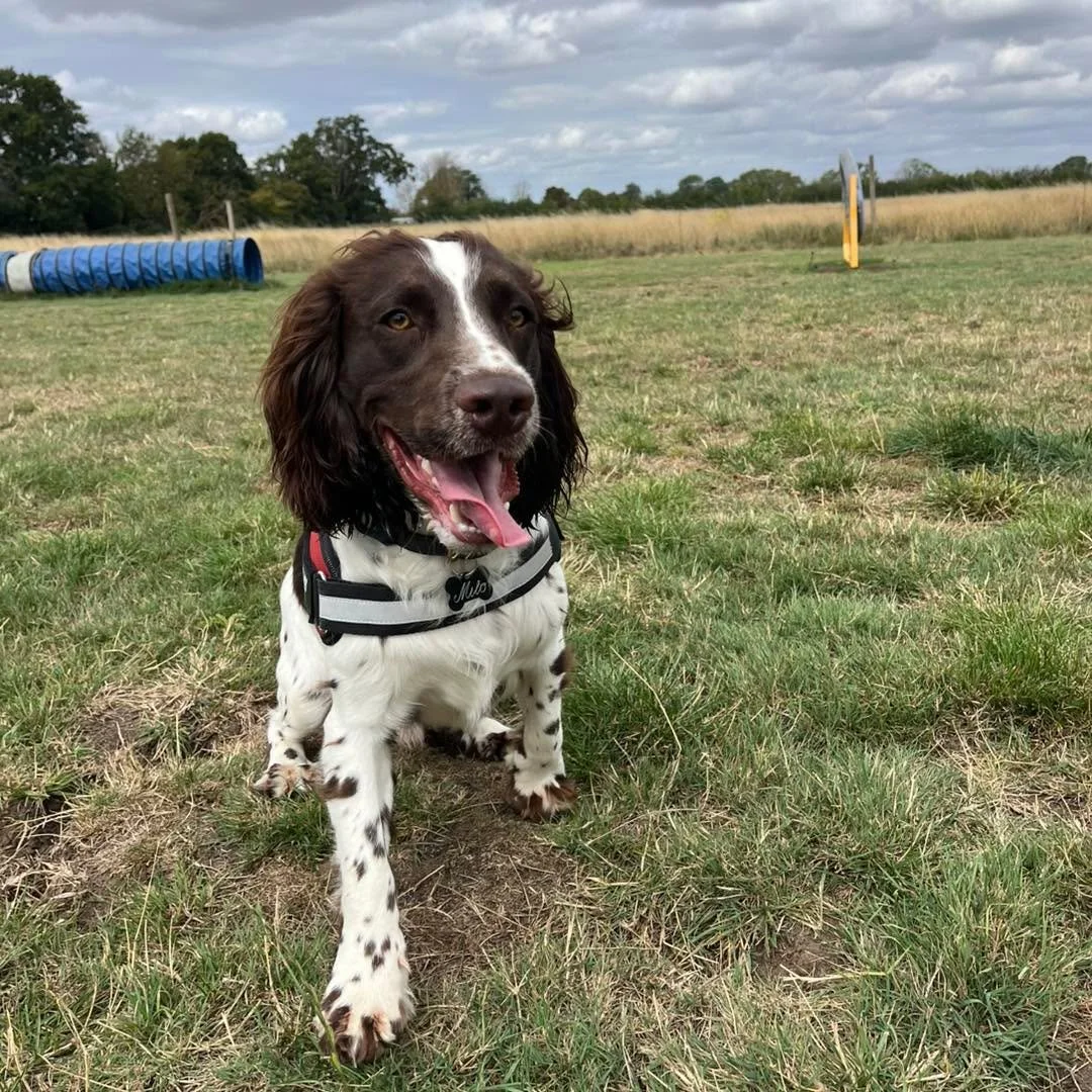 Welcome Milo to the pack!🐾

Milo the Spaniel has joined the Absolutely Barking play sessions!
Milo has already made so many new friends who he loves playing chase with!

We&rsquo;re so happy to have Milo in our group🥰