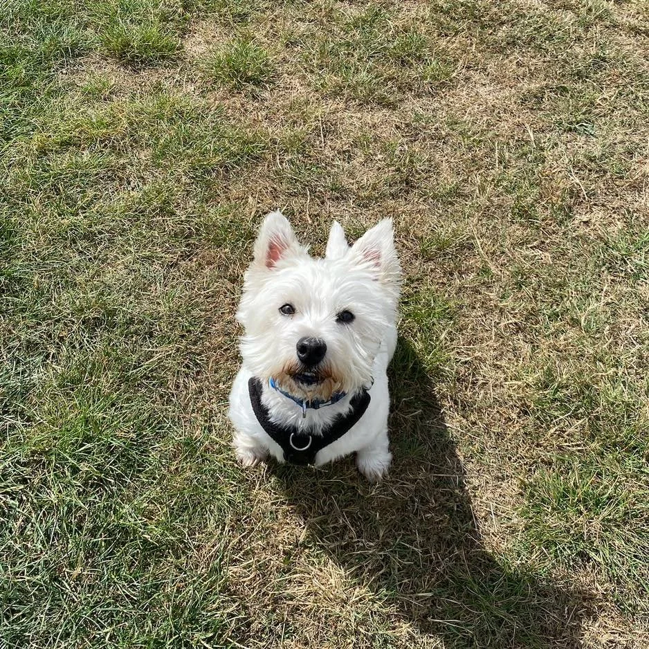 Welcome Ronnie to the pack!🐾

Ronnie the Westie has joined the Absolutely Barking play sessions!
Ronnie has been a great addition to the group, he&rsquo;s made so many new friends who he loves playing chase with! 

It&rsquo;s been lovely to see Ronn