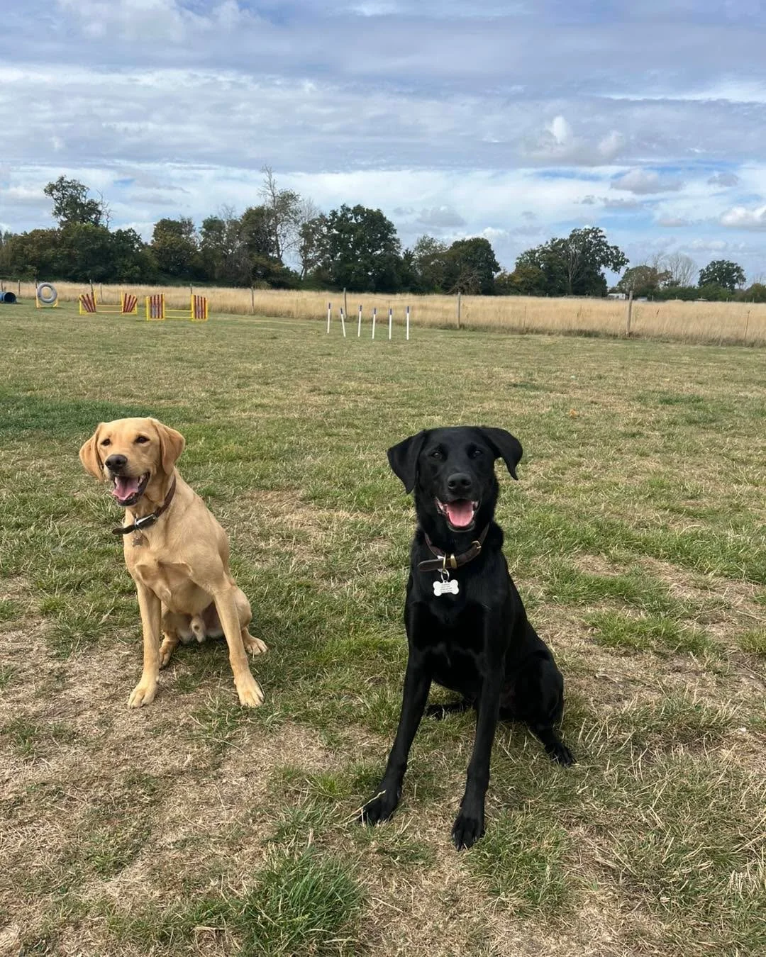 Welcome Mac &amp; Kolby to the pack!🐾

Mac &amp; Kolby have joined the Absolutely Barking pack for play sessions and adventure walks!🦮

These two ball obsessed nutters love zooming around the field with their friends and also exploring the woods wi