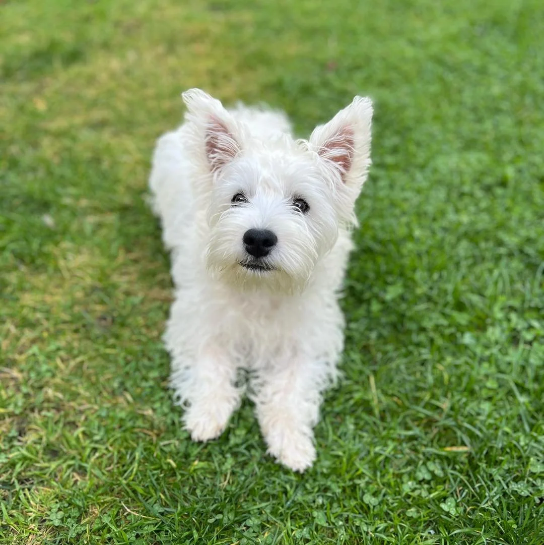 Welcome Millie to the pack!🐾

Millie the Westie pup has joined the Absolutely Barking family for Stay &amp; Play sessions with Lianne🥹

Millie loves to play and get lots of fuss🥰  We can&rsquo;t wait for her to be big enough to join our the group 