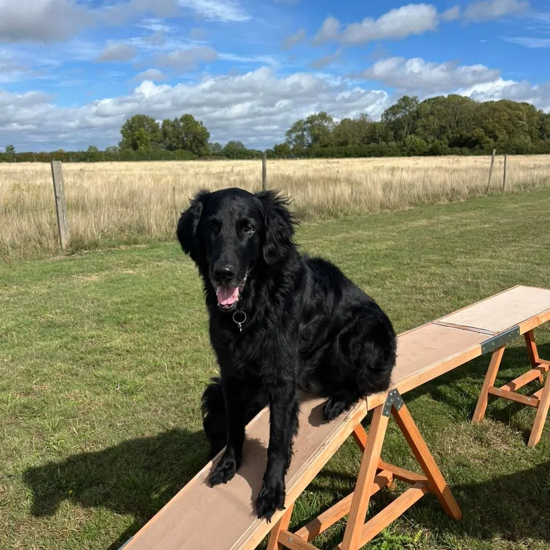 Welcome Charlie to the pack!🐾

Charlie the Flat Coat Retriever has joined the Absolutely Barking group sessions!
Charlie loves to explore the field with his new friends, test out the agility equipment and chase balls!🎾

He&rsquo;s been a great addi