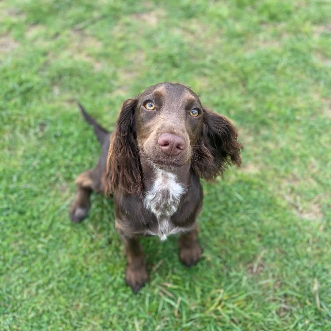 Welcome Berry to the pack!🐾

Berry the beautiful Spaniel puppy has joined the Absolutely Barking family!🥰
Berry is FULL of energy, small but mighty! 

How cute is she?🥹

We are so happy to have her in our pack!