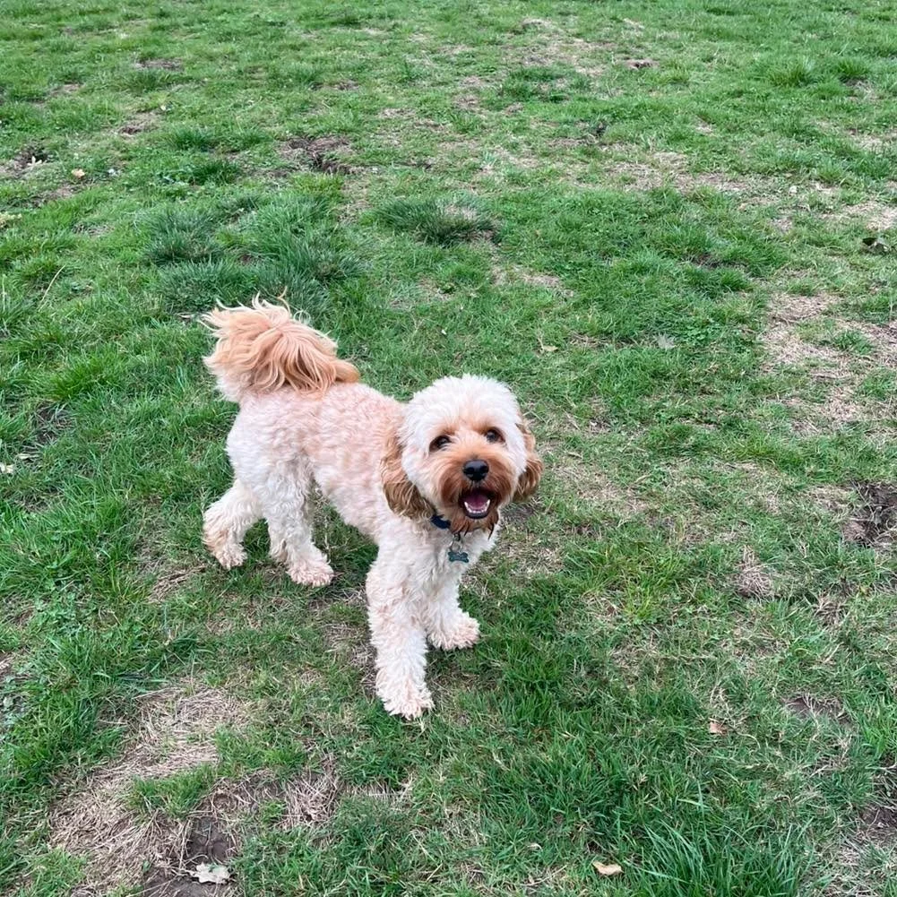 Welcome Charlie to the pack!🐾

Charlie the Cavapoo has joined the Absolutely Barking family! 
Charlie loves to zoom around the field with his new friends, chasing the ball!🎾 

We love having Charlie as part of our pack!🥰