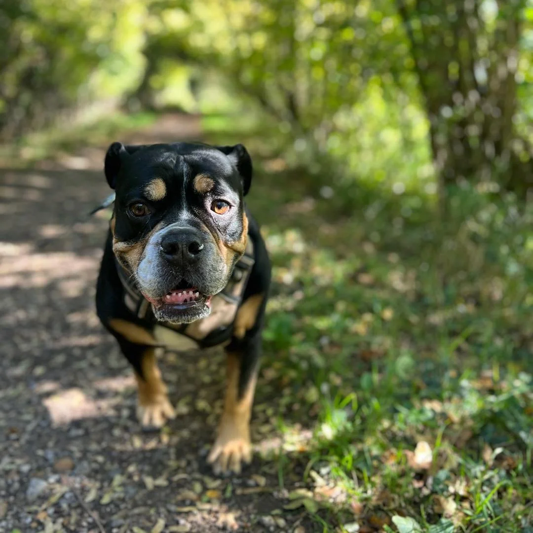 Welcome Rolo to the pack!🐾

Rolo the Old Tyme Bulldog has joined the Absolutely Barking family for adventure walks!
Rolo loves to sniff and explore, he also loves lots of fuss🥰

It&rsquo;s a pleasure having Rolo in the AB pack!