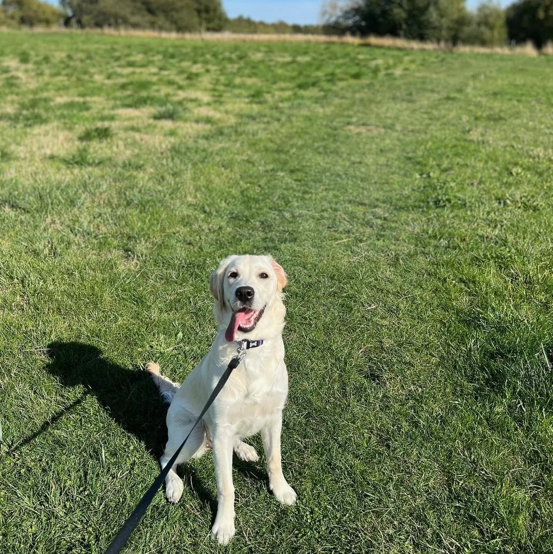 Welcome Nellie to the pack!🐾

Nellie the Golden Retriever pup has joined the Absolutely Barking family for adventure walks!🍂

Nellie is a loving, playful girl who is full of energy! She loves exploring and hopefully when she&rsquo;s a bit bigger sh