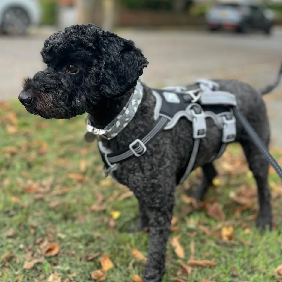 Welcome Luna to the pack!🐾

Luna the Cockapoo has joined the Absolutely Barking family for adventure walks!🐕&zwj;🦺
Luna loves to sniff and explore on her walks with us! 

It&rsquo;s a pleasure to have Luna as part of our pack🥰