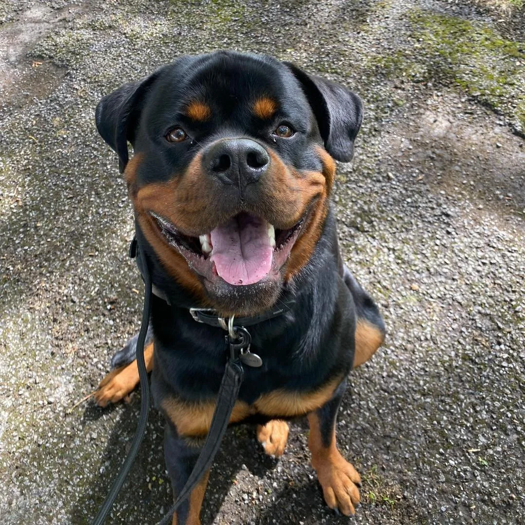 Welcome Axel to the pack!🐾

Axel the Rottweiler has joined the Absolutely Barking family for walk &amp; trains with Jordan!
Axel is such a fast learner and has come so far in his training already!🐕&zwj;🦺

We are so proud of Axel and can&rsquo;t wa