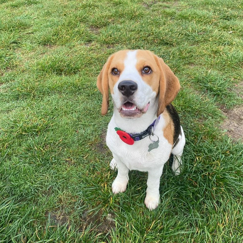 Welcome Tilly to the pack!🐾

Tilly the Beagle puppy has joined the Absolutely Barking group sessions!
Tilly has made so many friends already, who she loves to play chase with!💨

Despite being young Tilly has amazing manners and plays so nicely with
