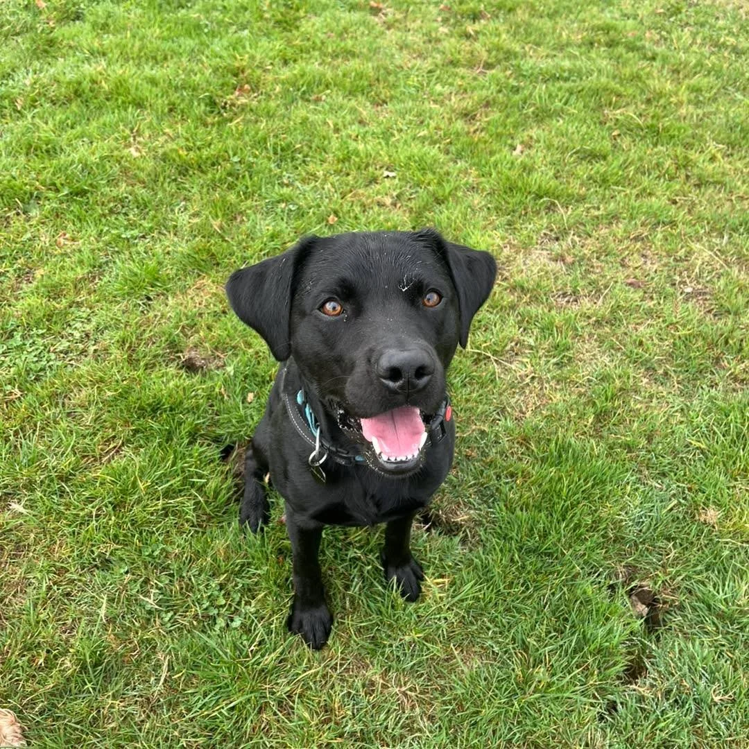 Welcome Harry to the pack!🐾

Harry has joined the Absolutely Barking family for adventure walks and group sessions🐕&zwj;🦺
Harry loves zooming around the field with his new friends and also exploring the woods with Jade!🪾

We are so happy to welco