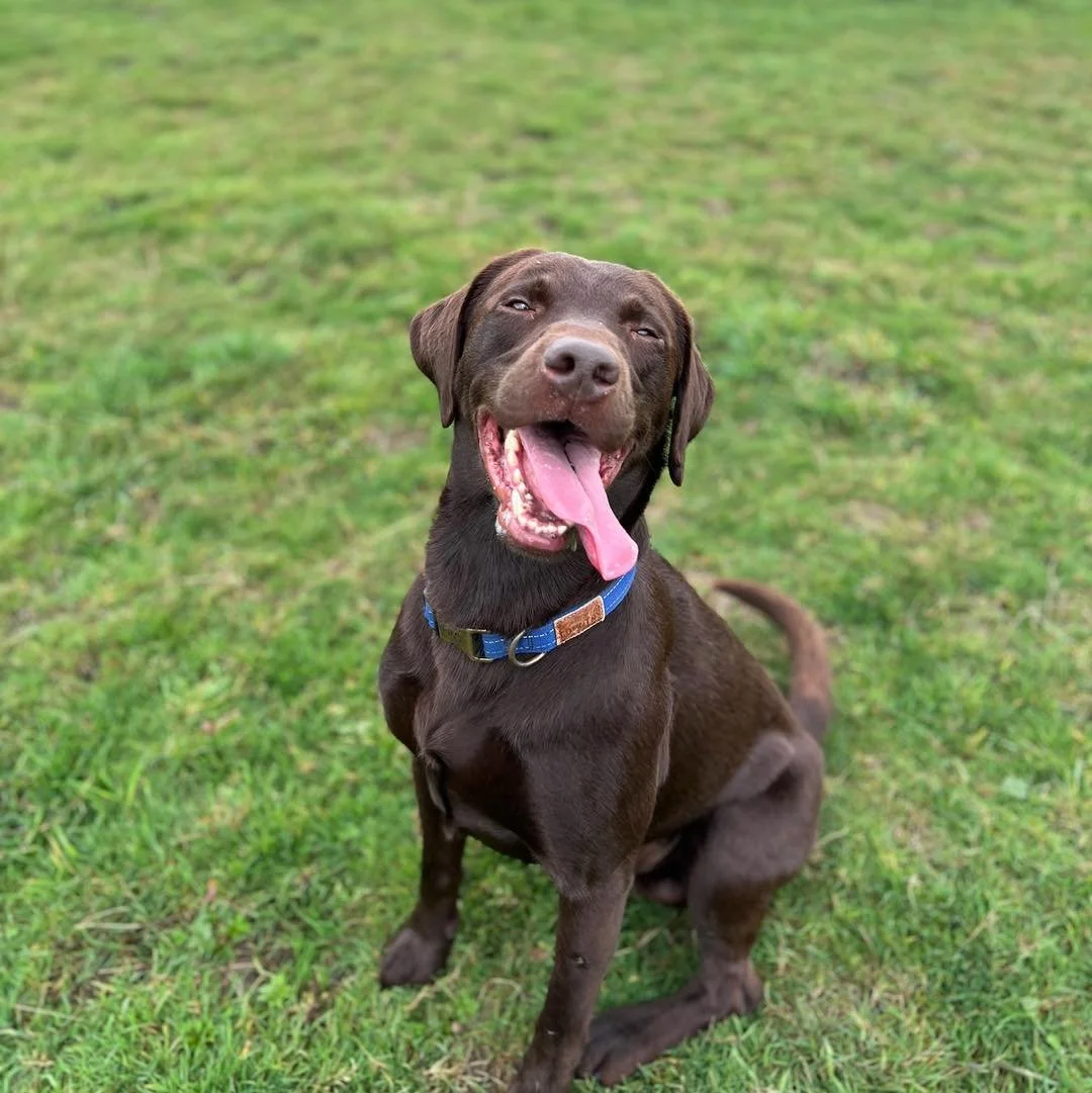 Welcome Monty to the pack!🐾

Monty the Chocolate Labrador has joined his sister Willow in the Absolutely Barking group sessions!
Monty loves to chase balls and zoom around with his new friends! 
He was recently rehomed and has settled in so well to 