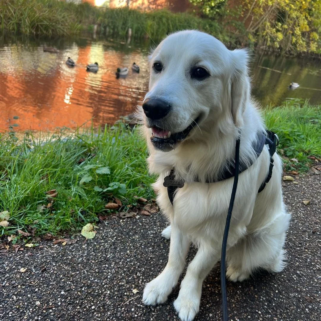 Welcome Charlie to the pack!🐾

Charlie the playful Golden Retriever has joined the Absolutely Barking family for Walk &amp; Trains with Jordan!🦮

Charlie is learning all about neutrality! Fun fact, Charlie is taught in Romanian. So it&rsquo;s a lea