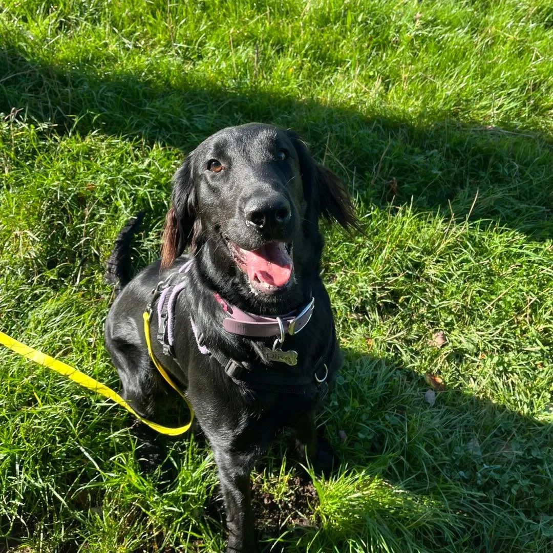 Welcome Olive to the pack!🐾

Olive the beautiful Flat Coat Retriever has joined the Absolutely Barking family for adventure walks with Jade!🐕&zwj;🦺

Olive loves to explore, chase leaves and jump in every drop of water she can find!🍂
She is a bund