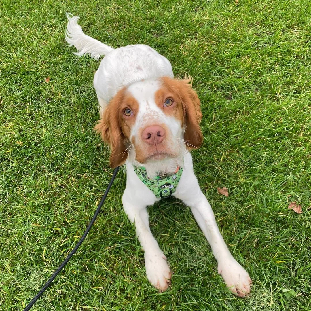 Welcome Oakley to the pack!🐾

Oakley has joined the Absolutely Barking family for Walk &amp; Trains with Jordan! 
We are working on loose lead walking, neutrality and recall. Oakley has already learnt so much and is a very fast learner!

We are so p