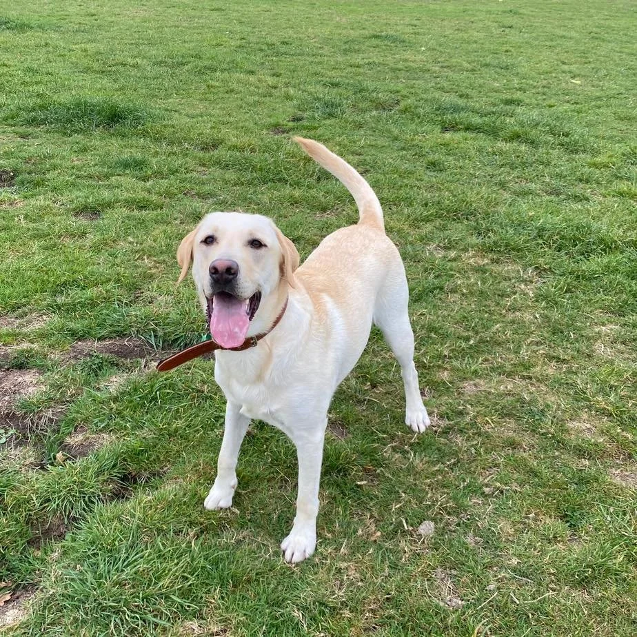 Welcome Cooper to the pack!🐾

Cooper the Labrador has joined the Absolutely Barking group sessions!
Cooper LOVES zooming around the field with his new friends. He is always so happy and full of energy!

We love having Cooper as part of our pack!🥰