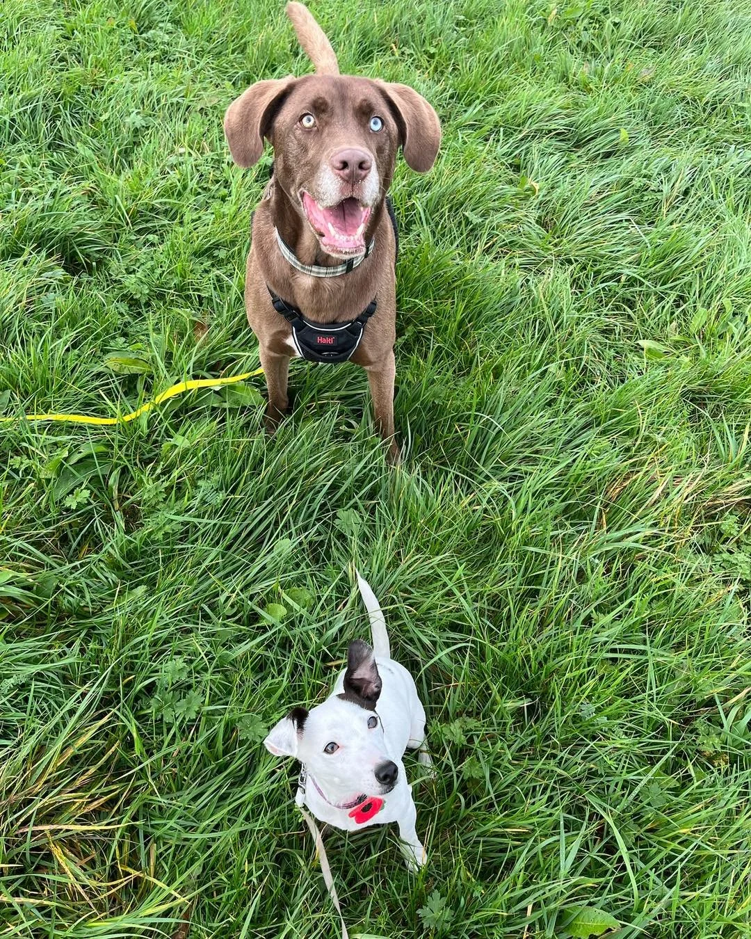 JOIN JADE&rsquo;S PACK🐾

Jade is officially taking on new clients!👏
Offering; solo walks, adventure group walks, stay &amp; play sessions and pop ins!🦮

No matter what your pup needs, we&rsquo;ve got you covered!

Message us for more info and to b