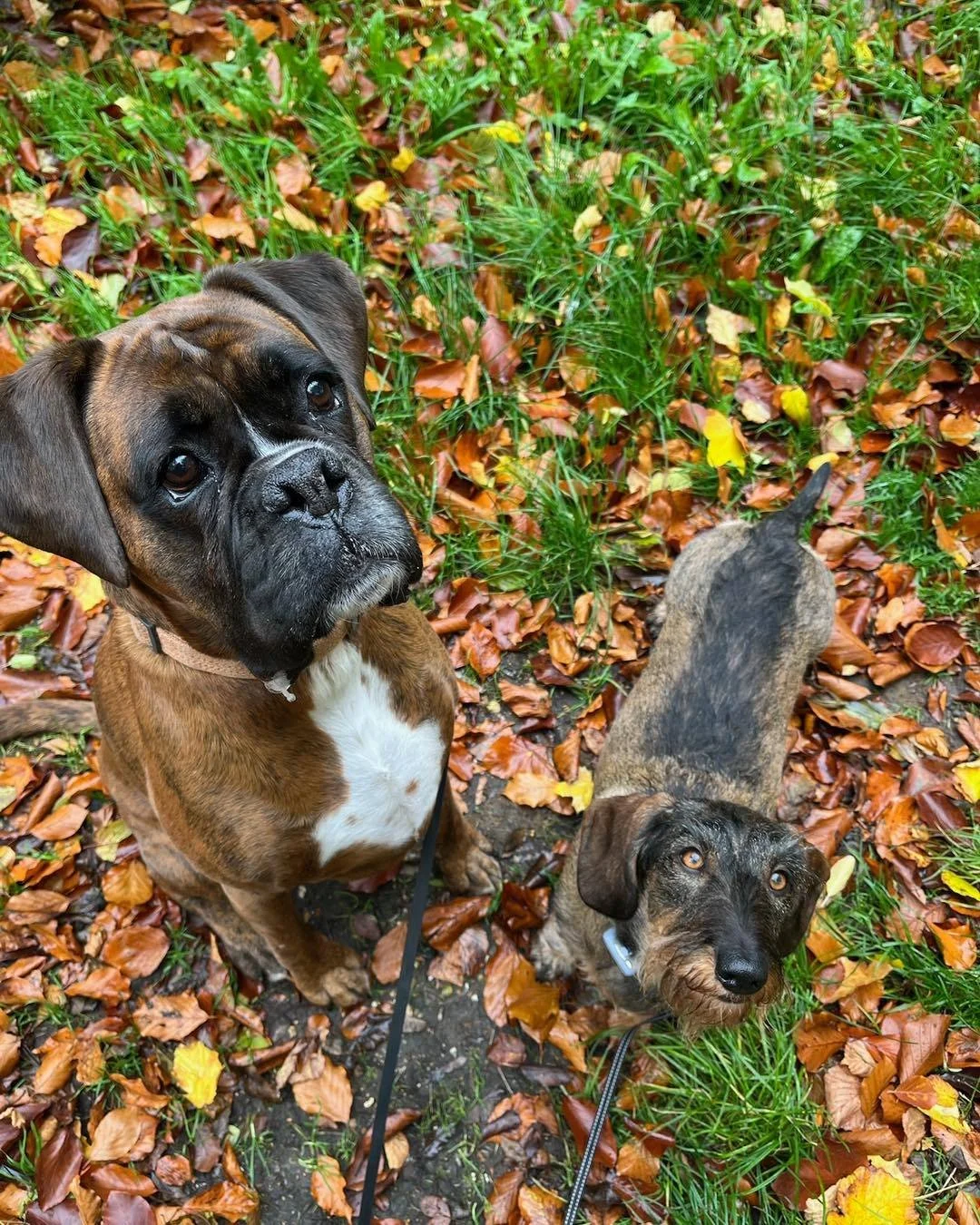 Welcome Roxy &amp; Margot to the pack!🐾

Roxy the Boxer and Margot the Wire-haired Dachshund have joined the Absolutely Barking family for adventure walks!🪾

This dynamic duo love to explore and rummage through the woods!🍂

They are a great additi