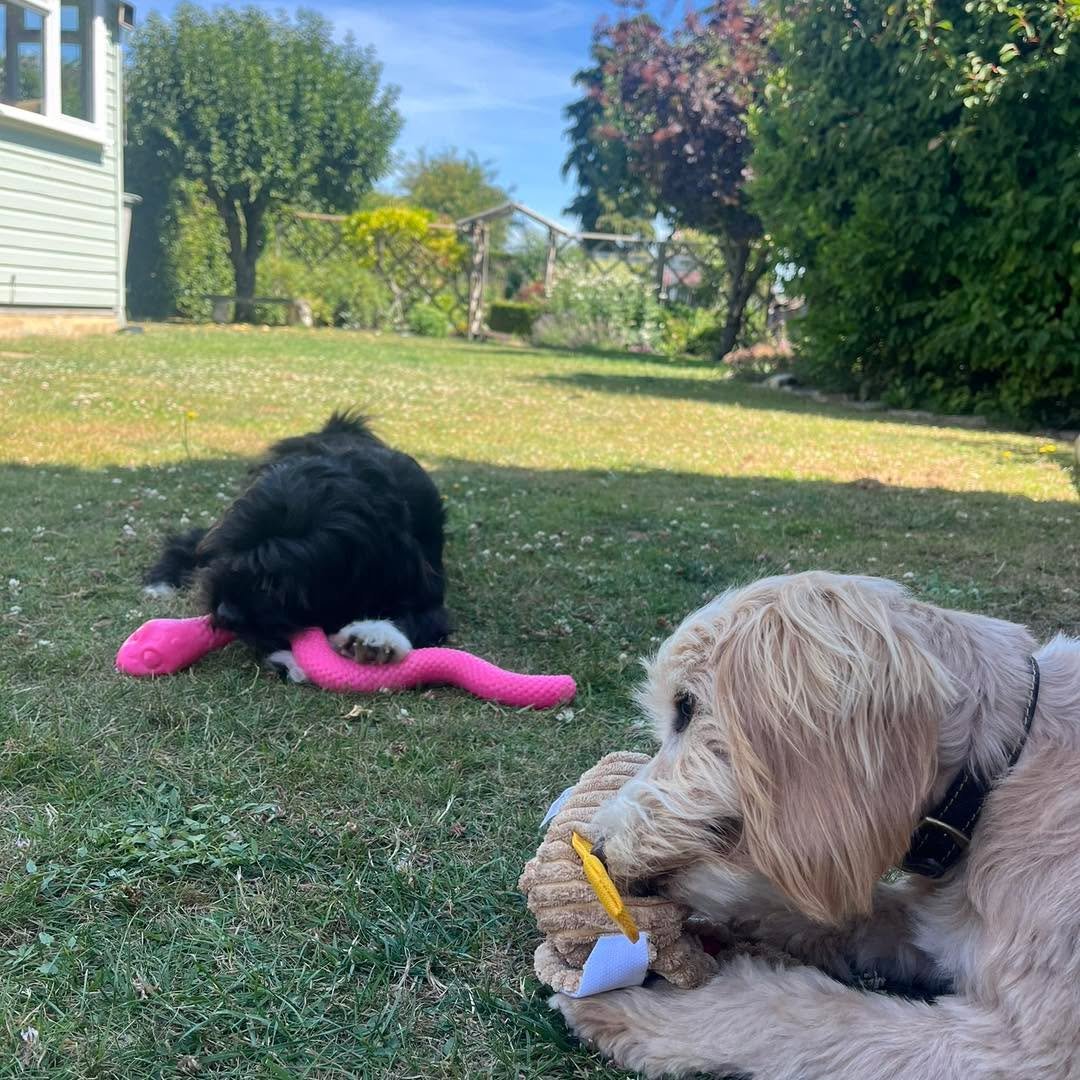 What is a STAY &amp; PLAY?🤔

Our stay &amp; play service is a 30-minute experience, designed to give your dog time to play and engage in stimulating activities in your garden! 

During the session, your pet will have access to a variety of enrichmen