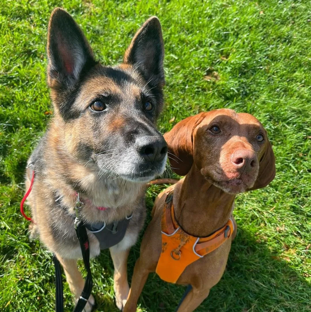 Welcome Hesty &amp; Rudy to the pack!🐾

Hesty the German Shepherd is an ex-military dog! Despite having an important role previously, she is so loving and enjoys exploring on her adventures walks with Jade!

Hesty is joined by her brother Rudy, the 