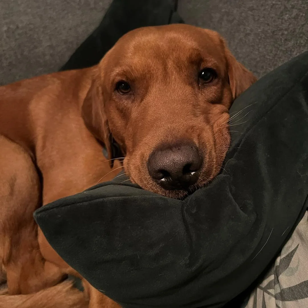 DOG SITTING🏡🐾

A few squishy faces from our recent sits!🥰

What is dog sitting?
Dog sitting is when a member of our team stays overnight in your home to look after your dog💤

As part of the dog-sitting service, we will provide daily exercise eith