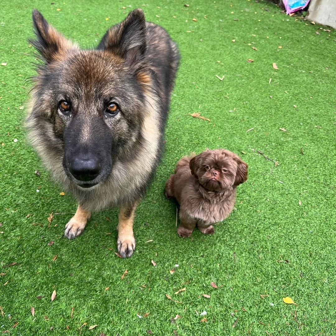 Welcome Lumi &amp; Saoirse to the pack!🐾

Lumi the Shih Tzu and Saoirse the German Shepherd have joined Jade&rsquo;s pack for adventure walks and stay &amp; play sessions!

They are loving their time exploring new places and playing with the enrichm