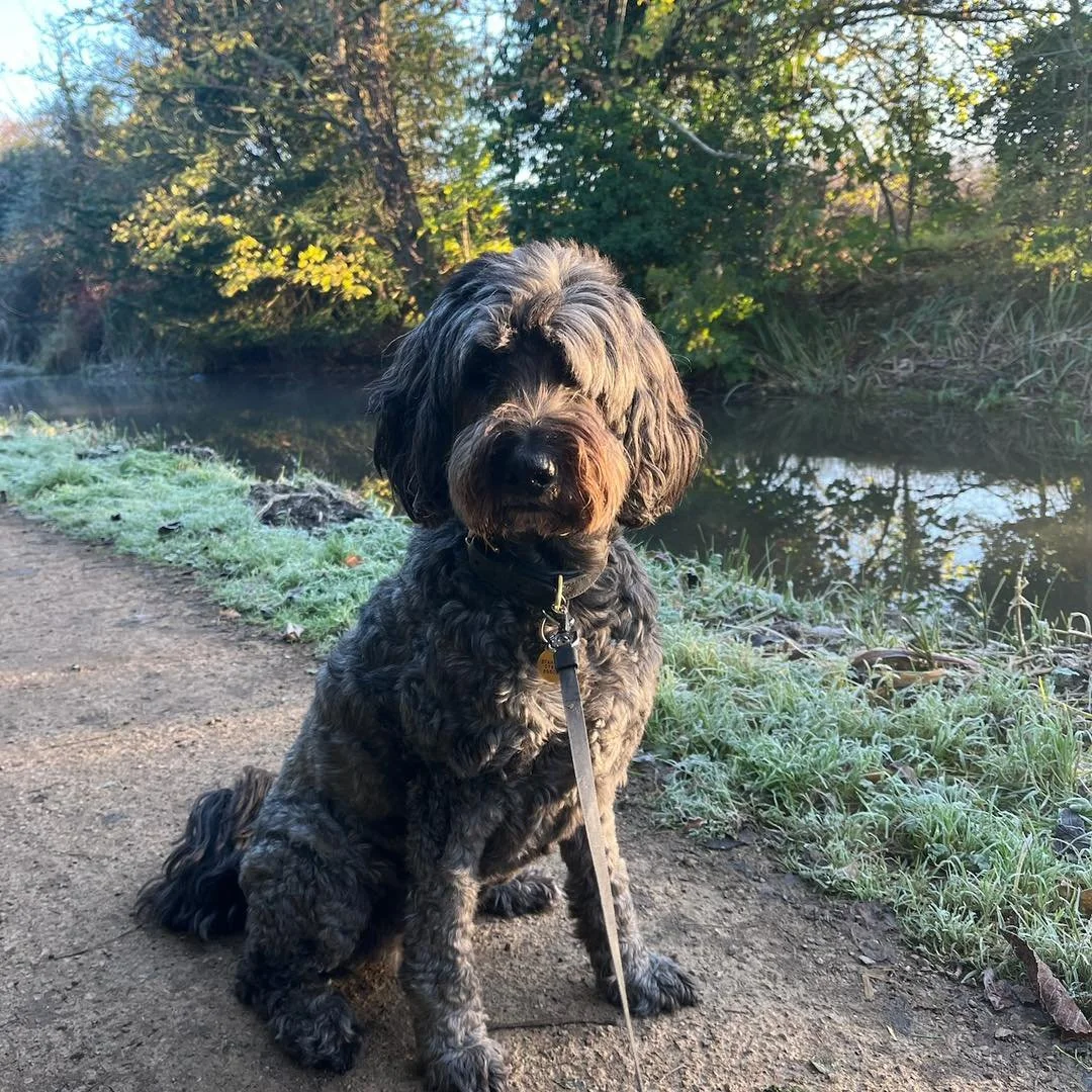 Welcome Maggie to the pack!🐾

Maggie the Labradoodle has joined Jade&rsquo;s pack for solo adventure walks! Maggie has the sweetest temperament and loves exploring on her walks with Jade🥰

She&rsquo;s a great addition to our family!🐕&zwj;🦺
