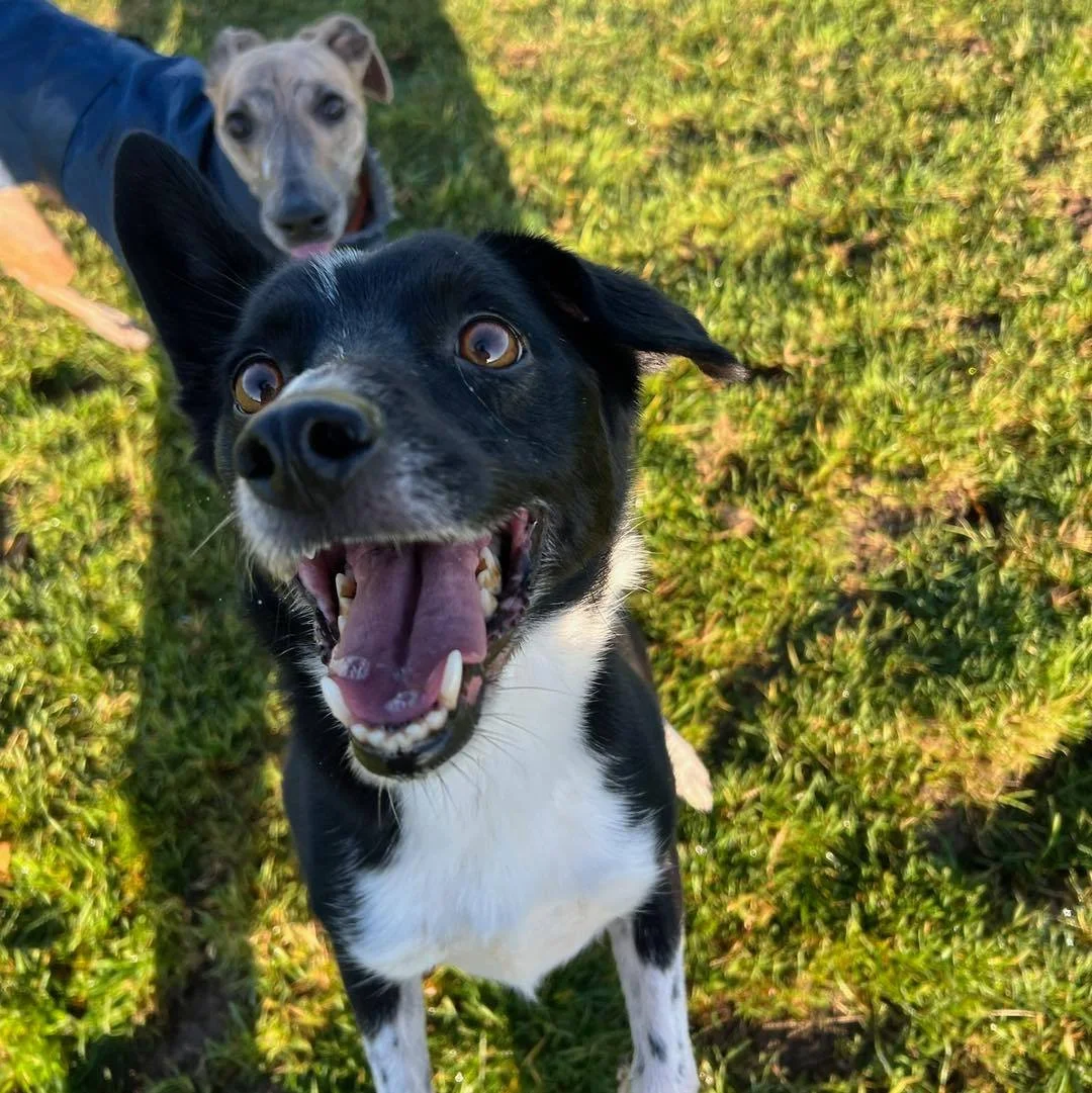 Some happy faces from this week!😆

Want to join the pack?
Message us now and book in your complimentary meet &amp; greet📩