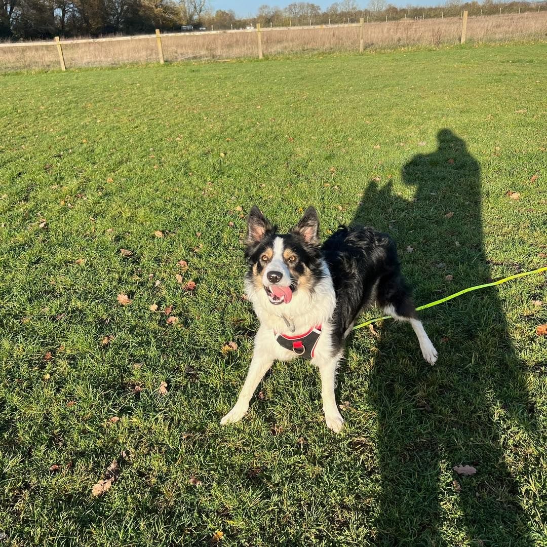 Welcome Raffin to the pack!🐾

Raffin the Boarder Collie has joined the Absolutely Barking pack for group play sessions! 
He loves playing chase and has made so many new friends since joining!

Raffin has been a great addition to our pack🥰