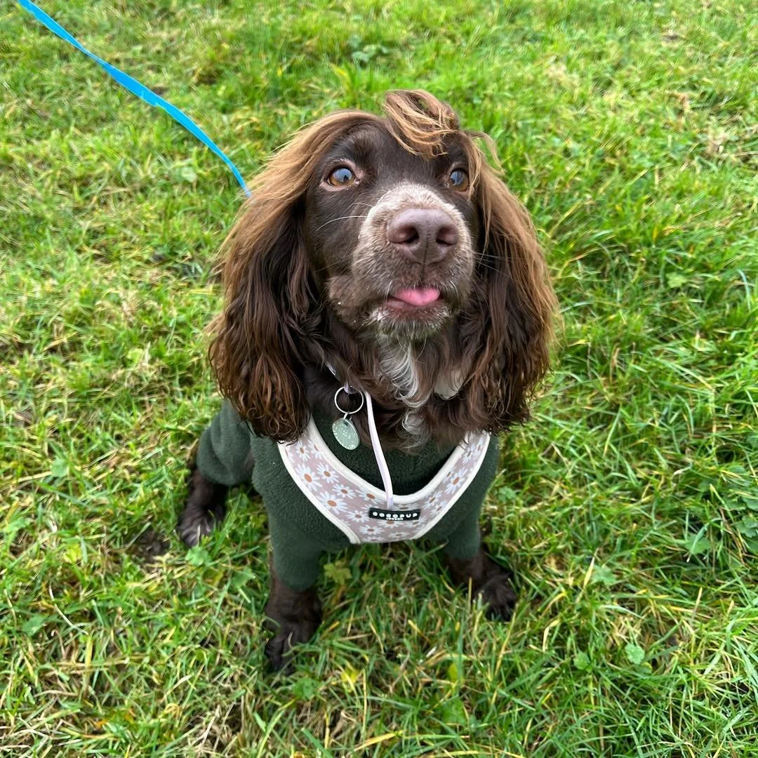 Welcome Dixie to the pack!🐾

Dixie the Cocker Spaniel has joined the Absolutely Barking family for adventure walks with Jade and her new bestie Benji🥰

Dixie loves exploring on her walks and discovering new places and smells! 
She has a been a grea
