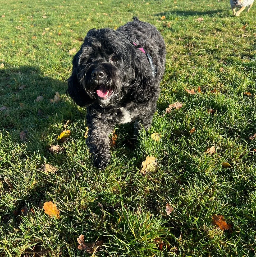 Welcome Luna to the pack!🐾

Luna the Cavapoo has joined the Absolutely Barking group sessions with Jordan!🐕&zwj;🦺
Luna enjoys exploring the field and running around with her new friends🥰

She&rsquo;s been a lovely addition to our group!