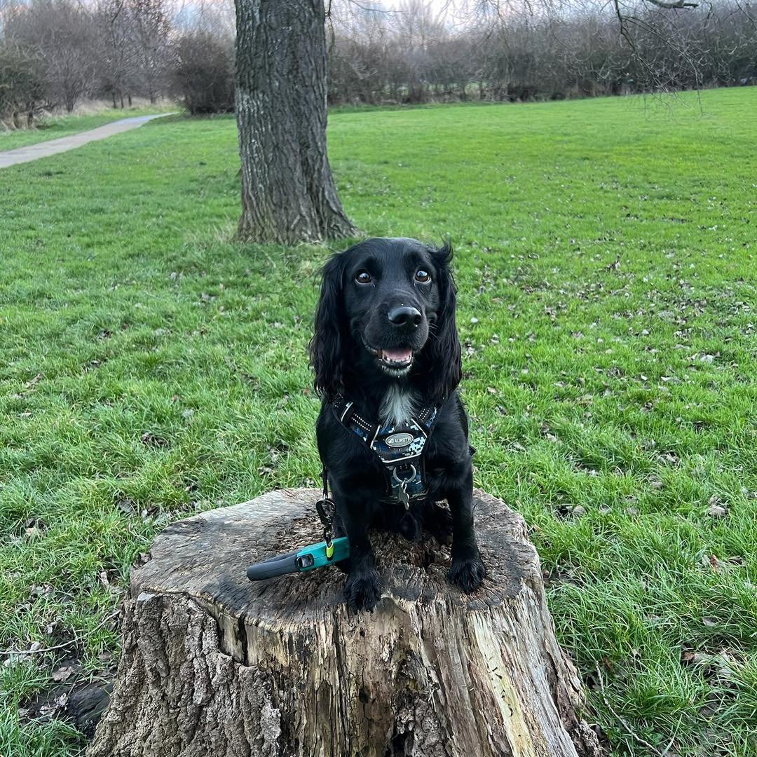 Welcome Storm to the pack!🐾

Storm the Cocker Spaniel has joined the Absolutely Barking family for 1-2-1 Walk &amp; Trains with Jordan!🐕&zwj;🦺

Storm has been smashing every session with Jordan so far! They&rsquo;re working on loose lead walking, 