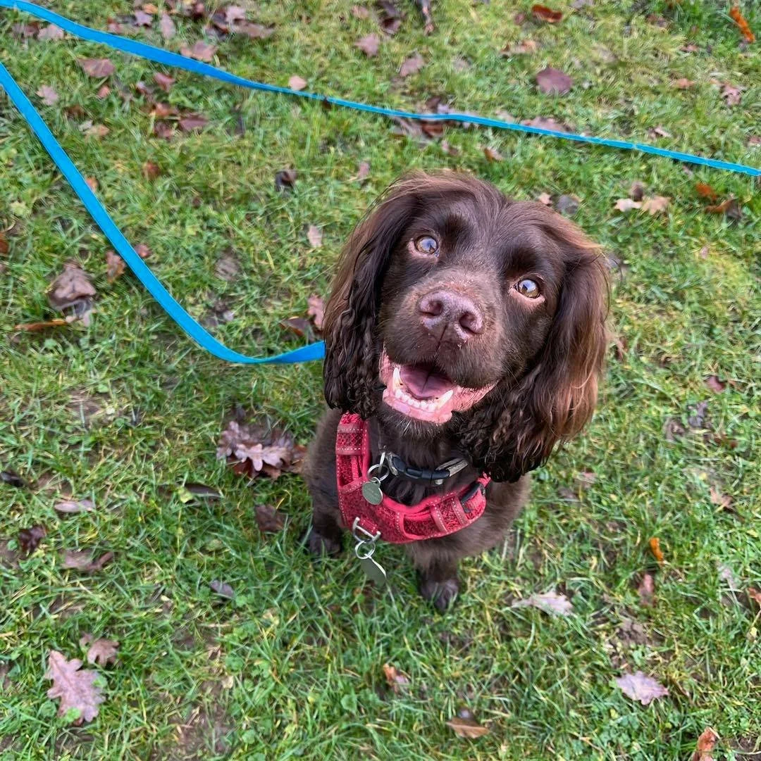 Welcome Pepper to the pack!🐾

Pepper the Cocker Spaniel has joined Jade&rsquo;s pack for Adventure Walks! Pepper loves exploring new places and finding new things to sniff!

She&rsquo;s been a great addition to the AB family🥰