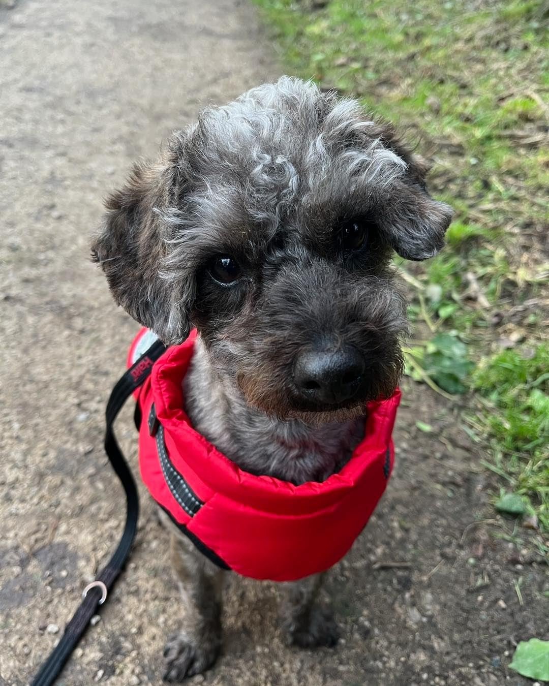 Welcome Archie to the pack!🐾

Archie the Jackapoo had joined the AB pack for Adventure Walks with Jade and group play sessions! 
Archie loves exploring on his walks and chasing after tennis balls with his new friends!🎾

He&rsquo;s been a great addi