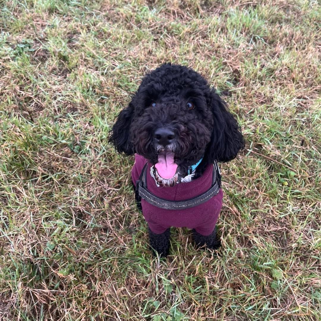 Welcome Ronnie to the pack!🐾

Ronnie the Cockapoo has joined the AB pack for group play sessions with Lyd🥰 Ronnie loves playing chase and zooming around with his new friends! 

He is such a happy boy and has been a great addition to our pack!💙