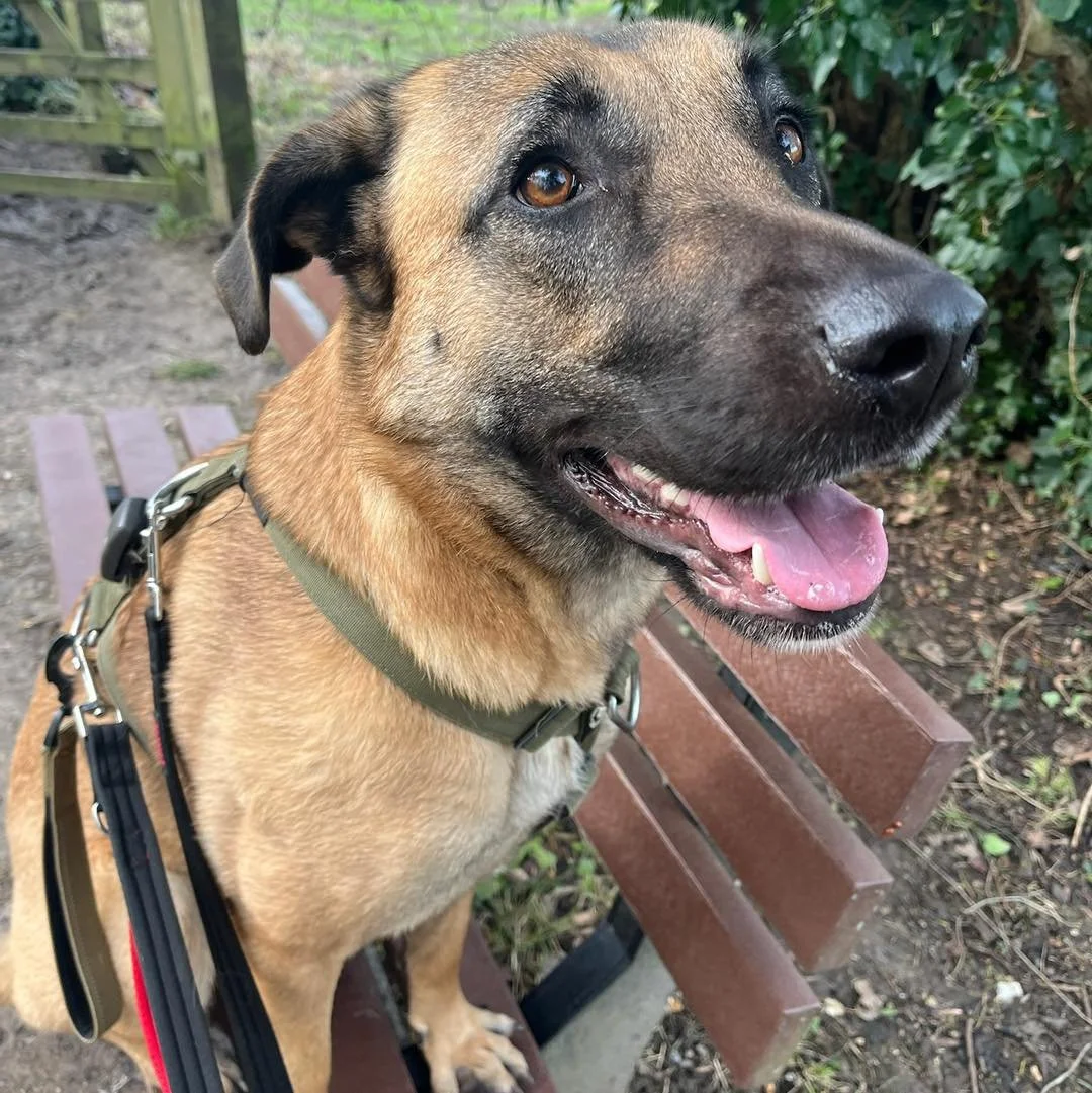 Welcome Myla to the pack!🐾

Myla the Mali mix has joined the AB family for solo adventure walks!🦮
Myla loves to explore and sniff on her walks! She&rsquo;s super friendly and wants to say hello to everyone, including the squirrels😅

She&rsquo;s be