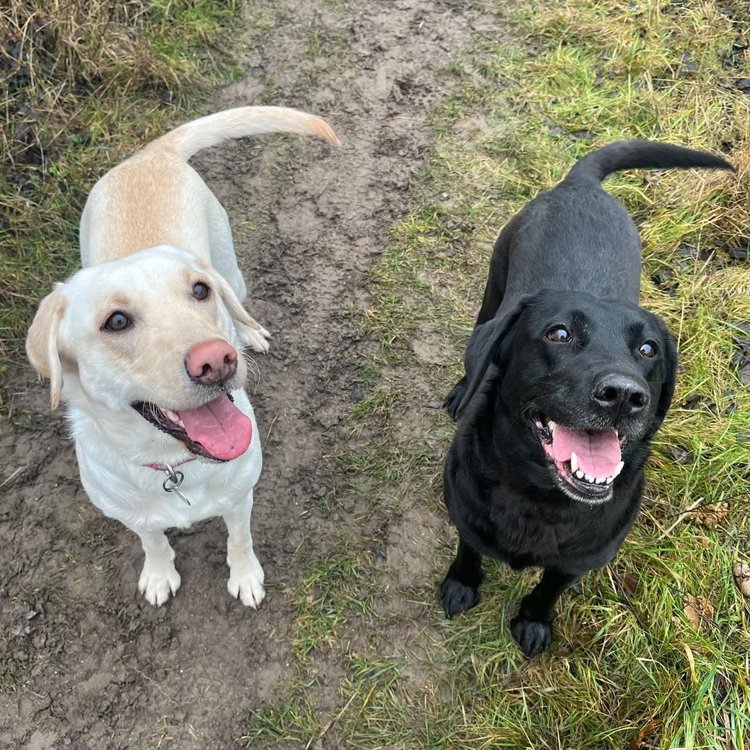 Welcome Tilly &amp; Truffle to the pack!🐾

Tilly &amp; Truffle the Labradors have joined the AB pack for adventure walks! 
Both Tilly &amp; Truffle love exploring and enjoy zooming around the fields on their walks with Jade!
As you can see Tilly als