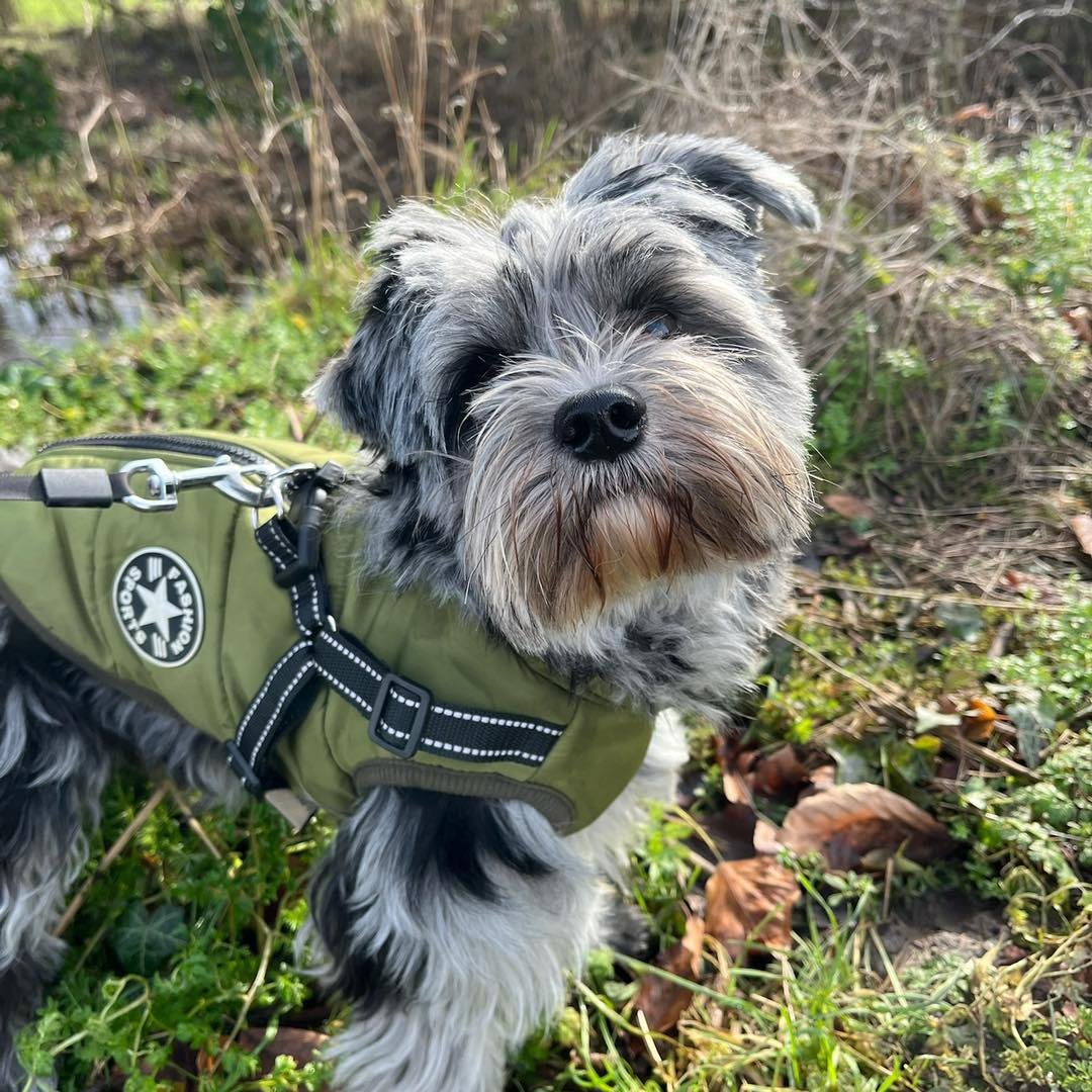Welcome Ralphie to the pack!🐾

Ralphie the Yorkshire Terrier puppy has joined the AB family for adventure walks!🐕&zwj;🦺

As Ralphie is a pup we are starting off slow with 30 minute walks with his new friend Millie the Westie! 

We are working on R