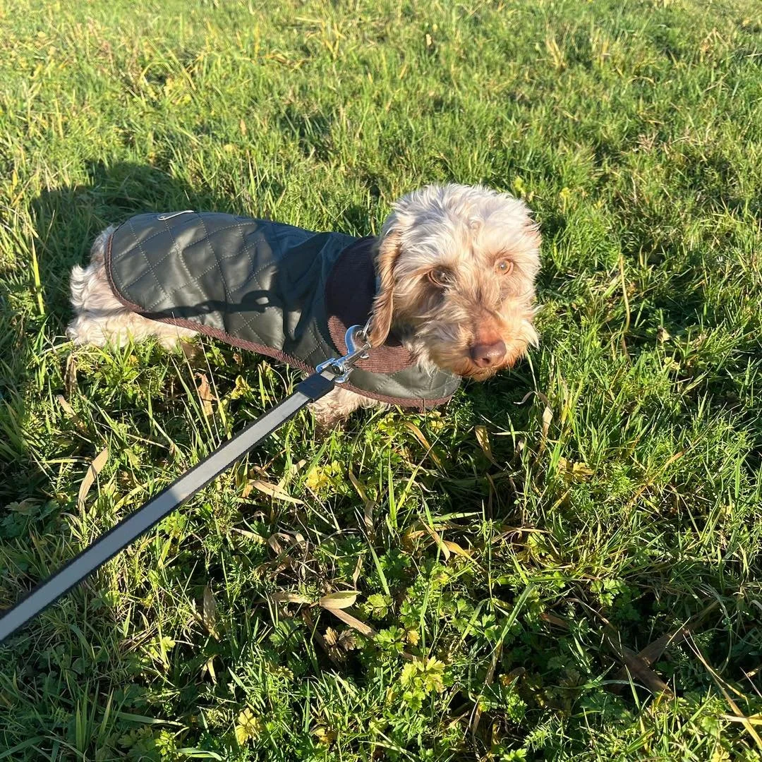 Welcome Meg to the pack!🐾

Meg the Miniature Wire-haired Dachshund has joined the Absolutely Barking pack for group adventure walks! 

Meg enjoys exploring whilst out and about with her new friends, Ralf &amp; Matilda!🥰

Meg is such a sweet girl an
