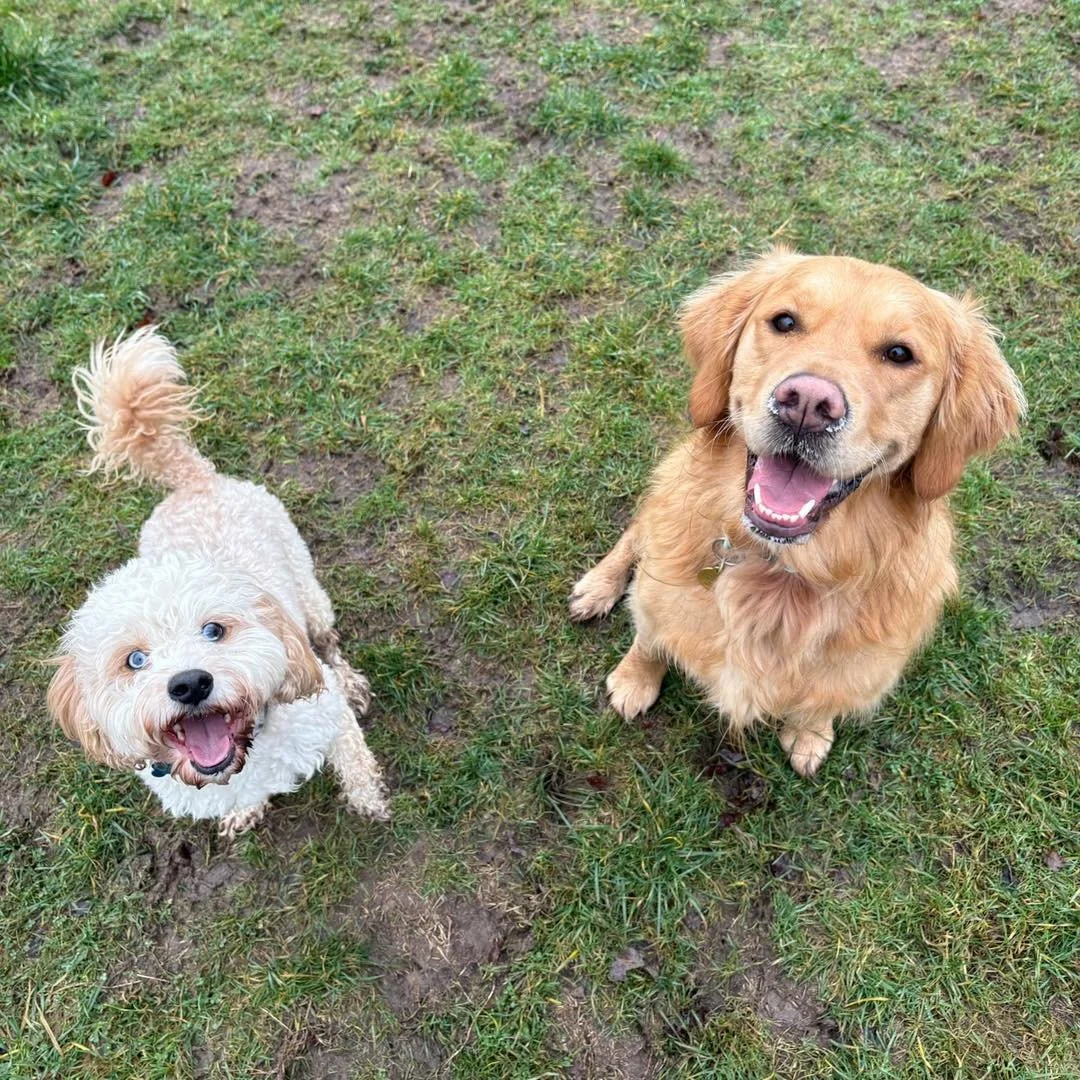Welcome Loki to the pack!🐾

Loki that Cavapoo has joined the AB pack for group play sessions and adventure walks! Loki loves to explore and play during his walks with us! 

He&rsquo;s such a lovely boy and has been a great addition to the family!🥰