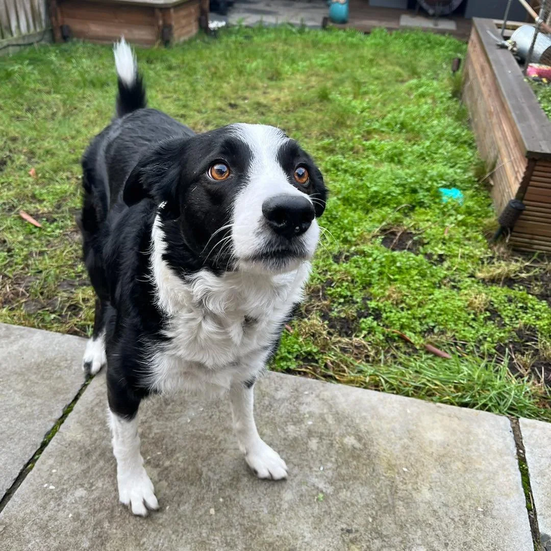 Welcome Milo to the pack!🐾

Milo the Collie has joined the AB pack for Stay &amp; Play sessions! Milo loves playing with the enrichment toys and getting lots of fuss from Jade!🎾

He is such a lovely boy and has been a great addition to our family!?