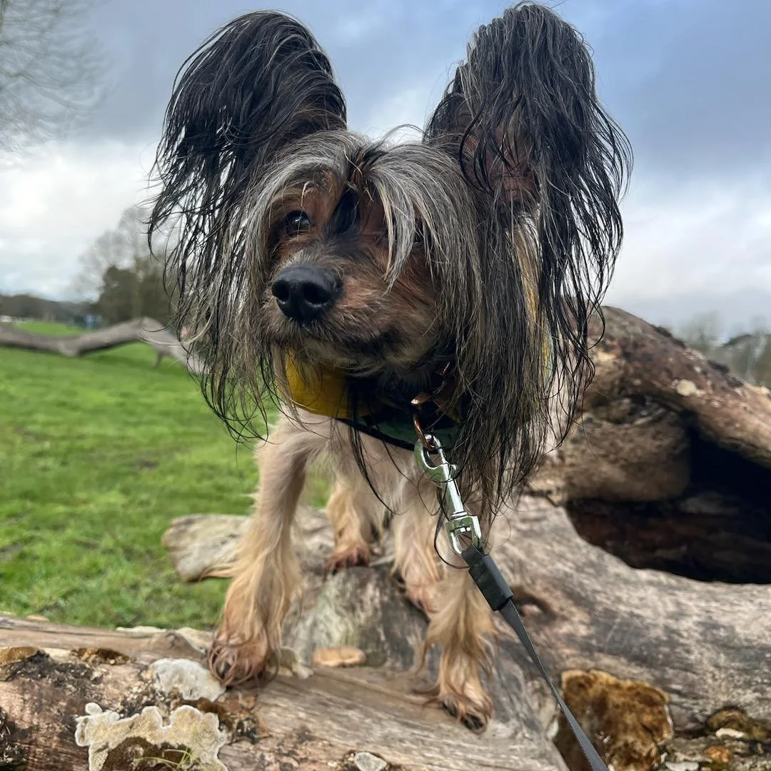 Welcome Zulu to the pack!🐾

Zulu the Hairy Hairless Chinese Crested has joined the AB family for adventure walks!🪾

Zulu enjoys exploring and playing ball whilst out on his walks!🎾

He is such a sweet boy and has been a great addition to our pack?