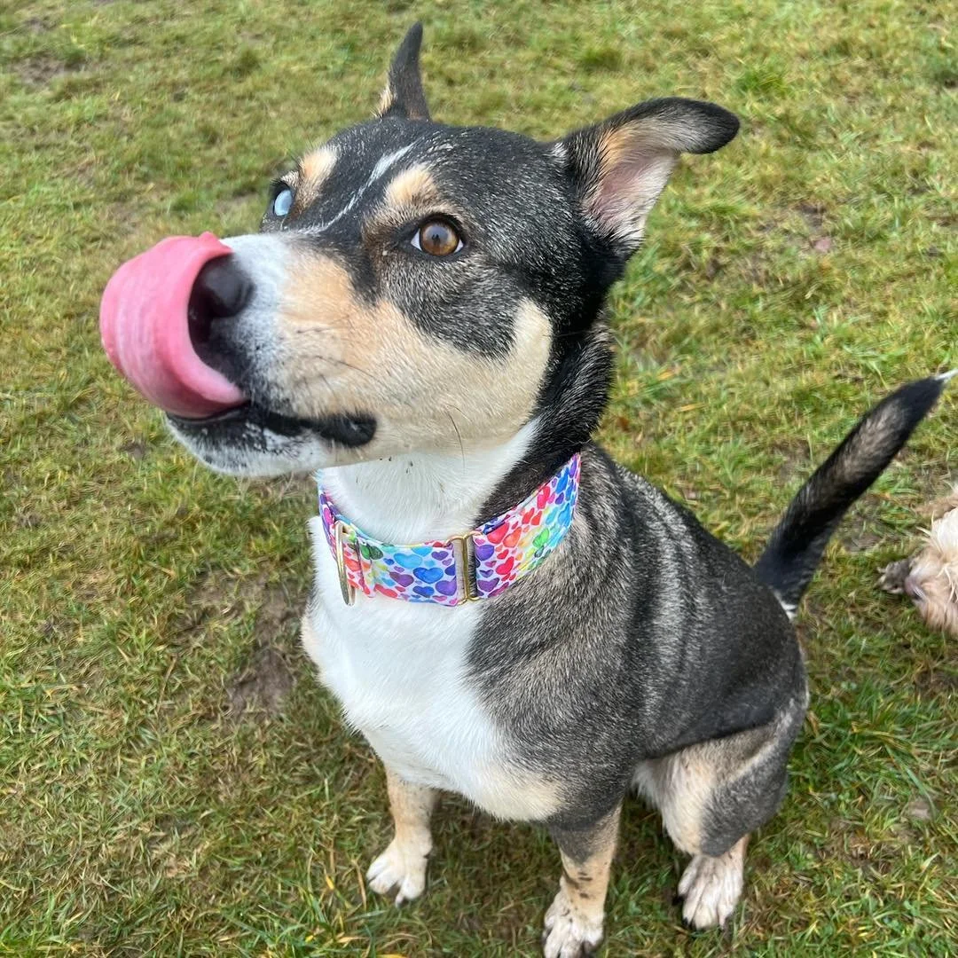 A few snaps of this weeks muddy paws!🤭