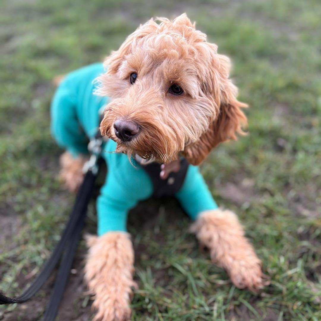 Welcome Daisy to the pack!🐾

Daisy the Cockapoo pup has joined the Absolutely Barking family for 30 minute walks with Isla!🦮

Isla is supporting Daisy&rsquo;s pawrents with training, including recall, engagement and loose lead walking. 

Once Daisy