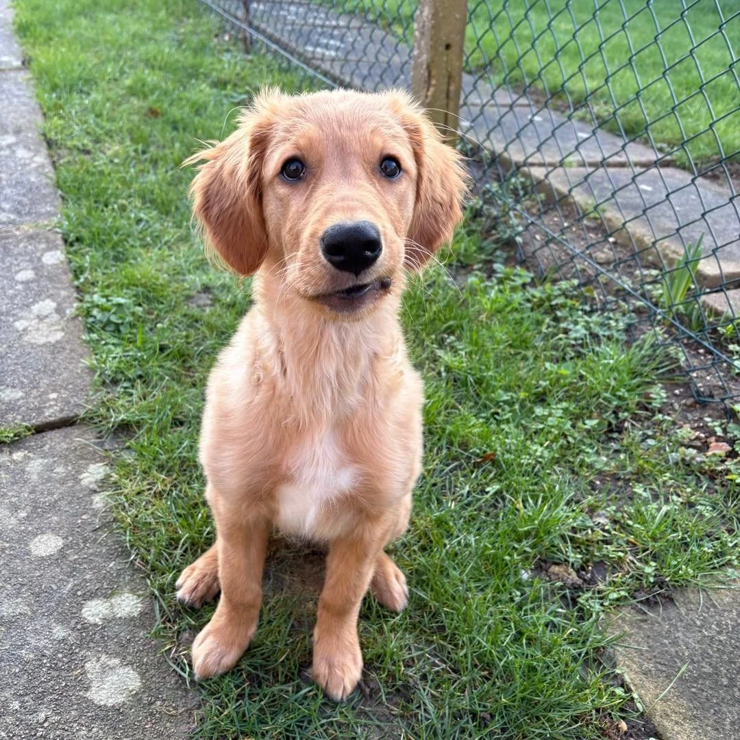 Welcome Nell to the pack!🐾

Nell the Golden Retriever puppy has joined the Absolutely Barking family for stay &amp; play sessions! 
She loves playing with the enrichment toys and is great at sniffing out a treat!🦴

Nell is such a sweet angelic pup 