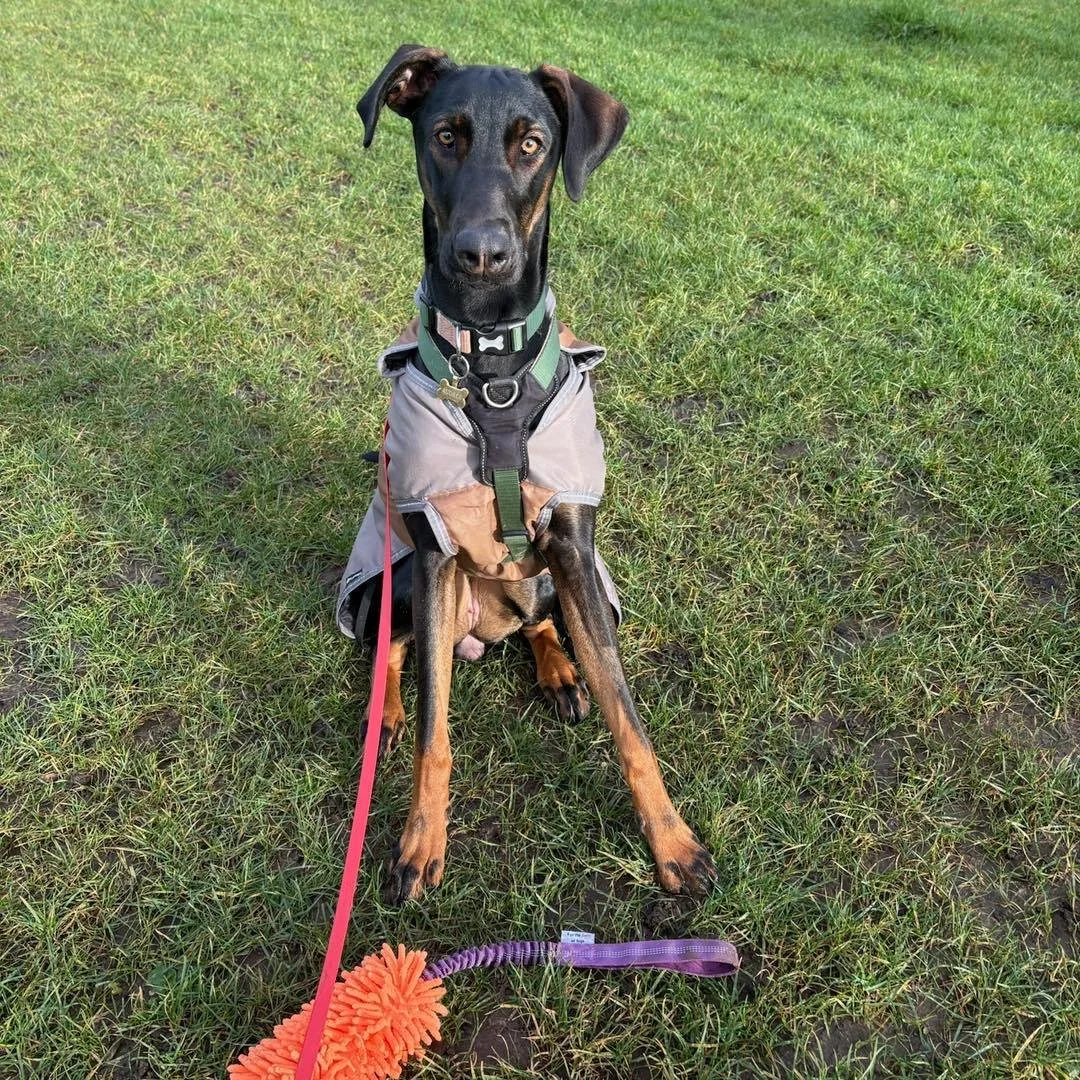 Welcome Audrey to the pack!🐾

Audrey the Doberman X has joined the AB family for adventure walks and Walk &amp; Trains! Jordan &amp; Isla have been working on Audrey&rsquo;s recall and loose lead walking, she is absolutely smashing it!🐕&zwj;🦺

Aud