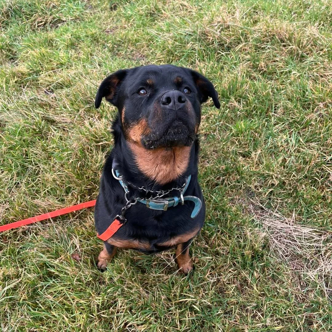 Welcome Keeva to the pack!🐾

Keeva the Rottweiler has joined the Absolutely Barking pack for adventure walks!🐕&zwj;🦺 

Keeva is an absolute dream to walk, she has such a fun goofy personality! 
She loves to sniff, explore and play and she also lov