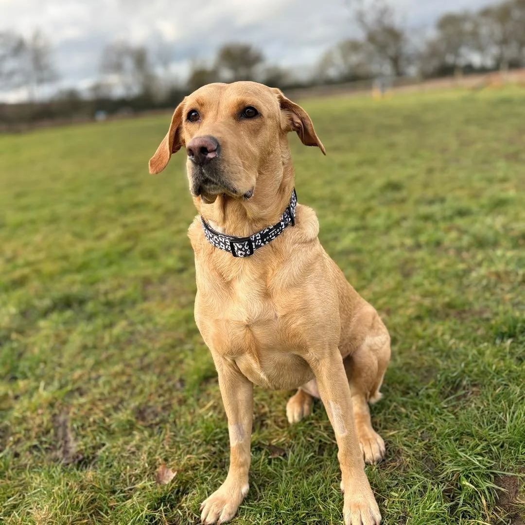 Welcome Bluebell, Luna &amp; Chelsea to the pack!🐾

Bluebell the Red Fox Labrador and her sisters, Luna the Cavapoo &amp; Chelsea the Cockapoo have joined the AB family for group play sessions!

Bluebell loves chasing balls, Luna enjoys exploring an